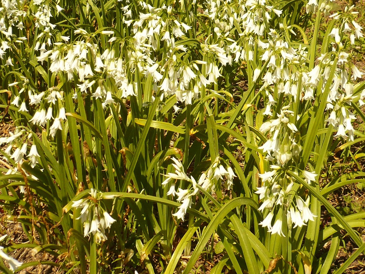 Allium triquetrum (Amaryllidaceae)